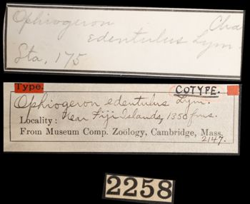 Media type: image;   Invertebrate Zoology OPH-2147 Aspect: labels